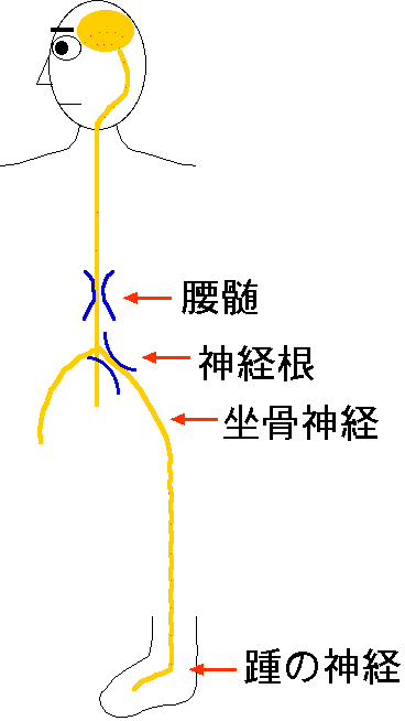 脊髄神経の図